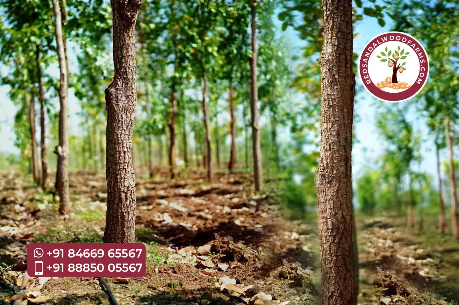 Red Sandal Wood Farming