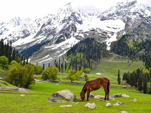kashmir